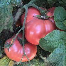 Check spelling or type a new query. Tastywine Dwarf Organic Heirloom Tomato Seeds Tomatofest