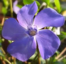 Image result for Vinca minor