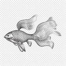 Gambar ikan cupang kartun hitam putih. Betta Png Images Pngwing