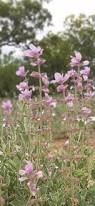Image result for Syncolostemon elliottii