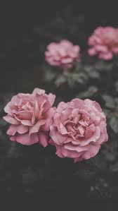 45 Beautiful Roses Wallpaper Backgrounds For Iphone In 2020 Tumblr Flower Flower Phone Wallpaper Wallpaper Iphone Roses