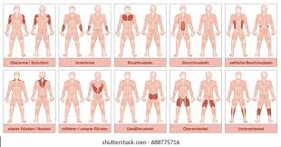 This is a table of skeletal muscles of the human anatomy. Muscle Chart German Names Male Body Stock Vector Royalty Free 688775716