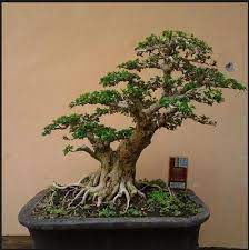 Batang tanaman jenis ini biasanya tumbuh horizontal seperti umbi kentang atau umbi famili zingiberaceae. Jenis Jenis Tanaman Bonsai Tanaman Pohon Bonsai Kebun