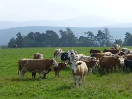 Mais De 80 Imagens Gratis De Simmental Cattle E Gado Simental