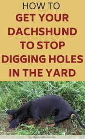 How Do I Get My Dachshund To Stop Digging Holes In The Yard In 2020 Digging Holes Stop Dogs From Digging Dachshund