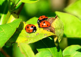 La coccinelle à deux points (adalia bipunctata) est une espèce de coléoptères très commune de la famille des coccinellidae qui se rencontre dans l'hémisphère nord. Des Larves De Coccinelle Pour Eliminer Les Pucerons