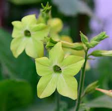Isolated colorfull green whole and slice of juicy bergamot, kaffir lime with green leaves, white flower and shadow on white backgr. Shoot On Twitter Love The Green Flowers Of Nicotiana Lime Green Tobacco Plant Https T Co Rhtfbzkn4s Garden Plants