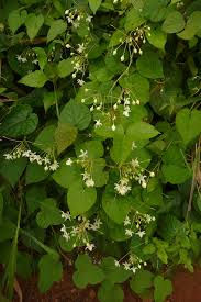 Image result for Pergularia