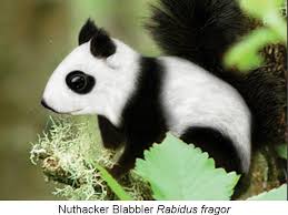 Found New Squirrel Species Discovered New Squirrel Species New Species Of Blabbler Discovered In China Squirrel Species Animals Squirrel Funny