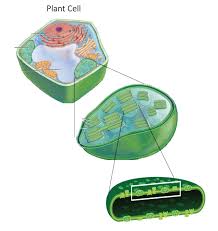 *products of light dependent reactions: Photosynthesis Diagram Quizlet
