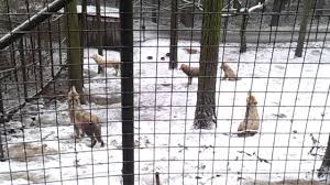 Adoptujte si zvíře nebo si zakupte online vstupenky s roční platností! Vlci Vyji V Zoo Olomouc Youtube