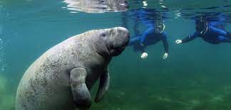 Do S Don Ts For Swimming With Manatees In Florida Awesome Ocean