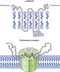 Image result for Malouetia bequaertiana
