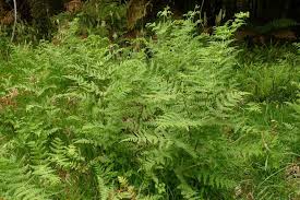 Image result for Histiopteris