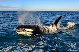 Image result for whale