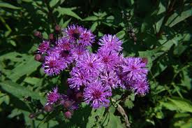 Image result for Vernonia brachycalyx