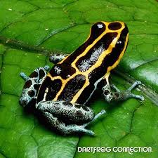 Black And Yellow Dart Frog Dart Frog Connection Ventrimiculata Blue Leg Color Yellow Black And Blue Size Small Reaching Up To 3 4 Inch Or Larger Loc Dart Frog Frog Species Frog