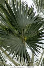 Image result for Borassus aethiopum