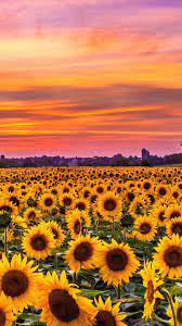 Maybe you would like to learn more about one of these? Sunflowers Tramonto Campo Iphone Wallpapers Hd Sunset Iphone Wallpaper Iphone Wallpaper Scenery Flowers Photography Wallpaper
