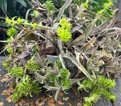 Image result for Englerophytum rwandense