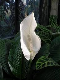 Image result for Spathiphyllum