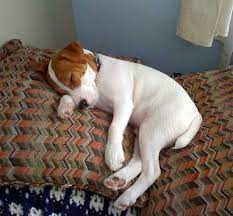 All Puppies Are Little Angels When They Sleep Sleeping Dogs Cute Puppies Jack Russell Puppies
