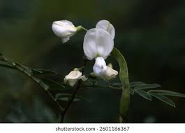 Image result for Tephrosia praecana