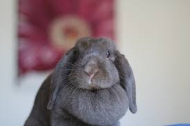 The netherlands, and has come to be an incredibly popular pet around the world. Is Holland Lop Bunny A Good Pet Everything You Need To Know