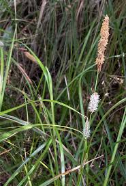 Image result for Cyperaceae