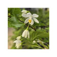 Image result for Embelia xylocarpa