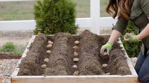 The most common related plants in a vegetable garden are tomatoes, aubergines, and chillies, but there are also common garden flowers like nicotiana (tobacco plant) and petunias. How To Plant Potatoes Garden Answer Youtube