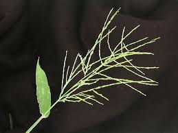 Image result for Digitaria abyssinica