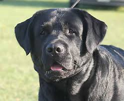 Puppyfind® provides a convenient and efficient means of selecting and purchasing. American Labrador Retriever Breeders New England Petsidi