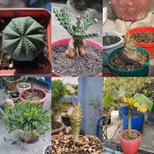 Image result for Euphorbiaceae