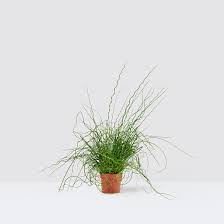 Image result for Juncus lomatophyllus