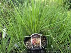 Image result for Andropogon schirensis