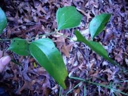 Image result for Smilax