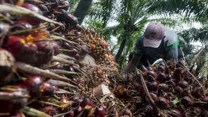 Tindakan pemberantasan yang biasa dilakukan aitu dengan pemotongan bagian tanaman yang. Mendag Ramal Harga Cpo Tetap Tinggi Sampai Juni 2021
