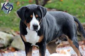 cavalier king charles spaniel golden retriever mix dog pictures greater swiss mountain dog swiss mountain dogs puppies