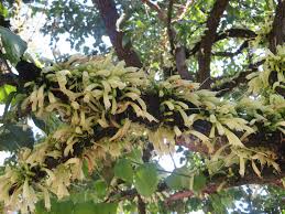 Image result for Halleria lucida