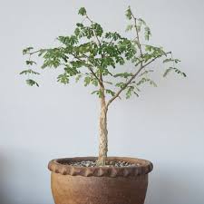 Image result for Acacia burkei