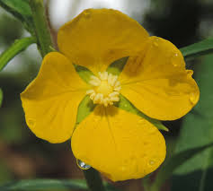 Image result for Ludwigia erecta