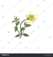 Image result for Tridax