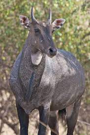 Nilgai At Ranthambore Nilgai Wikipedia Animals All Animals Pictures List Of Animals