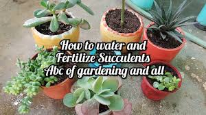 Prune when the plant gets out of hand. 438 Succulents Ko Watering Aur Fertilizer Dene Ka Sahi Tarika Youtube