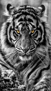 Tiger Wallpaper Mobile On High Definition Wallpaper On Flowerswallpaper Info If You Like It Iphone Tiger Photography White Tiger Tattoo Tiger Tattoo Design
