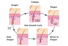 Many men experience some thinning by age 30, but vary depending on their genetics and family history. Hair Follicles Regenerator Ew Villa Medica