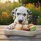 DIY Healthy Doggy Macaron (Canto Workshop) 狗狗健康馬卡龍DIY event in Macao