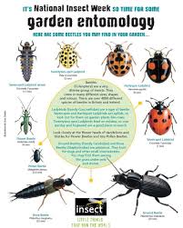 Pin By Kas Mani On Biology Beetle Insects Entomology