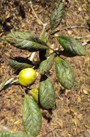 Image result for Catunaregam obovata